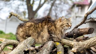 Siberian cat on logpile outside