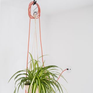 A hanging plant with a lighting wire