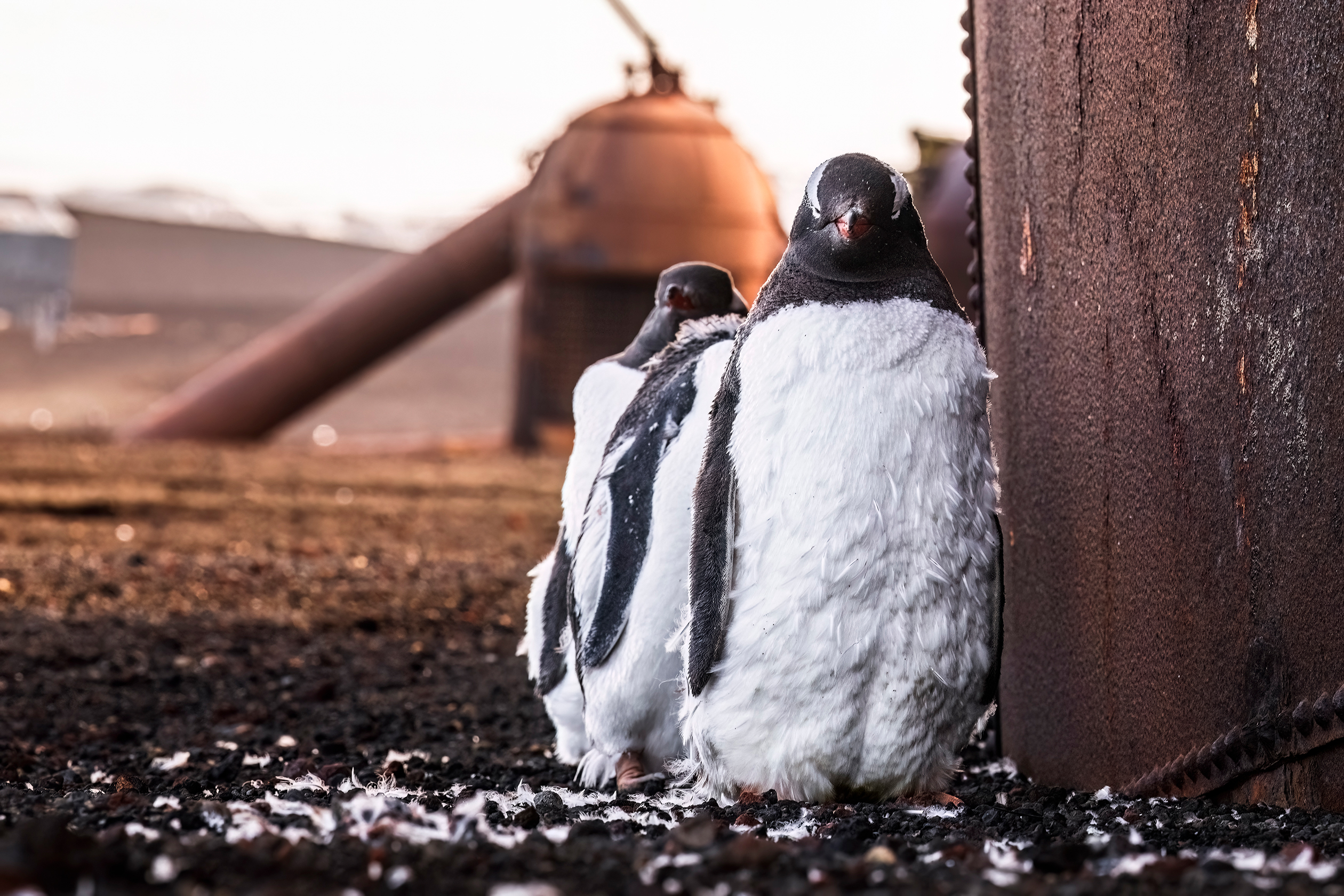 Three penguins standing close together on rocky ground next to a rusty metal structure in a natural outdoor setting