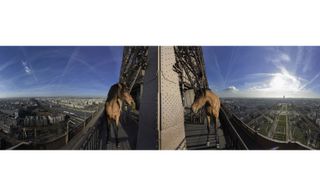 Five photographs of rearing horse muscle and sinew set against the Eiffel Tower's intricate