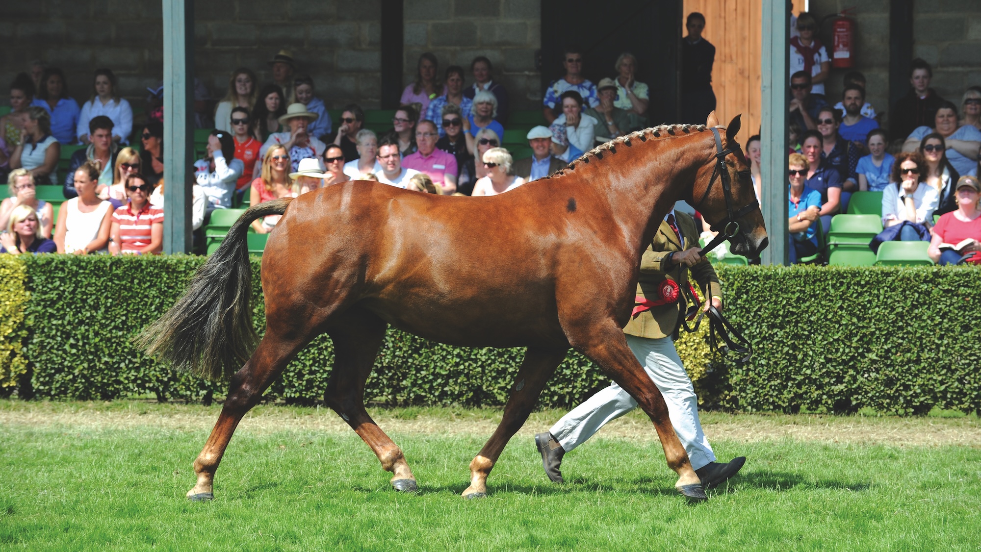 A chestnut being shown in hand