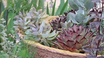 Collection of succulents planted into garden bowl
