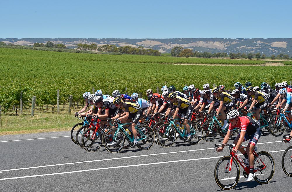 The peloton in action during stage 5 at the Tour Down Under