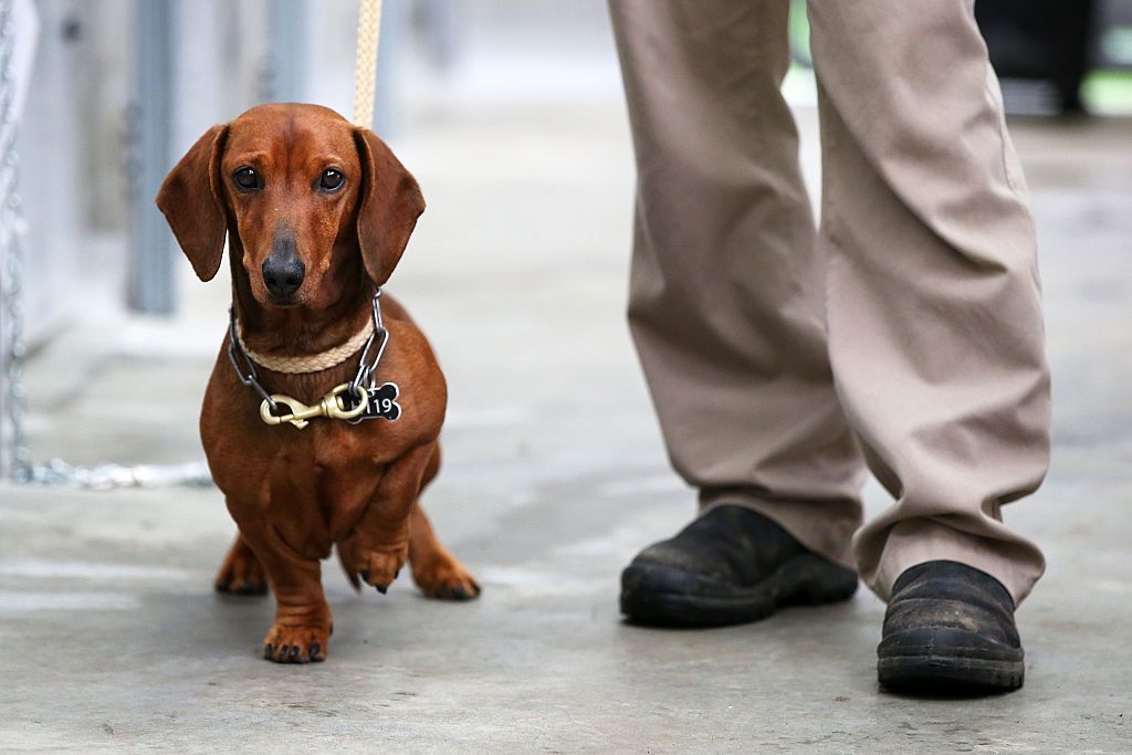 Dogs actually understand their owners. 