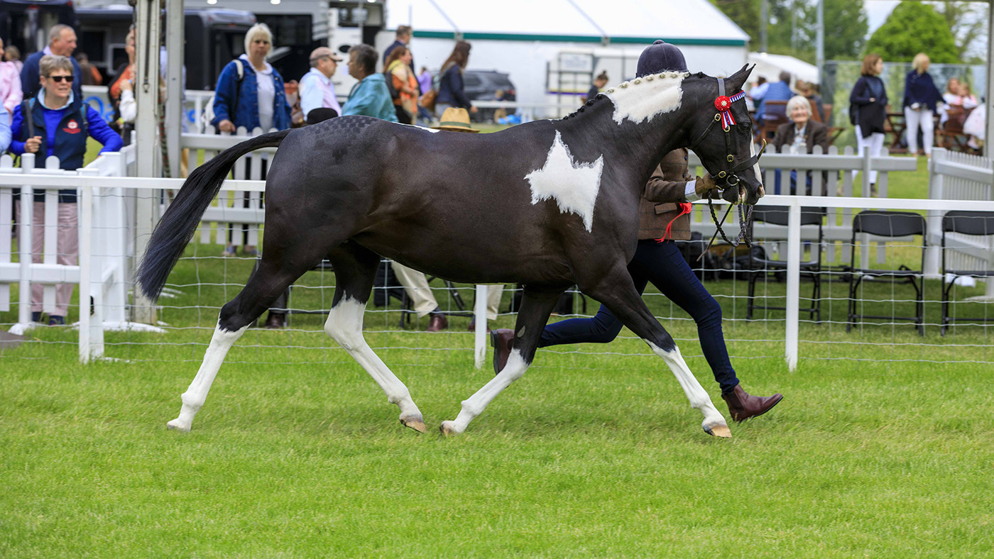 royal windsor coloured in-hand championship