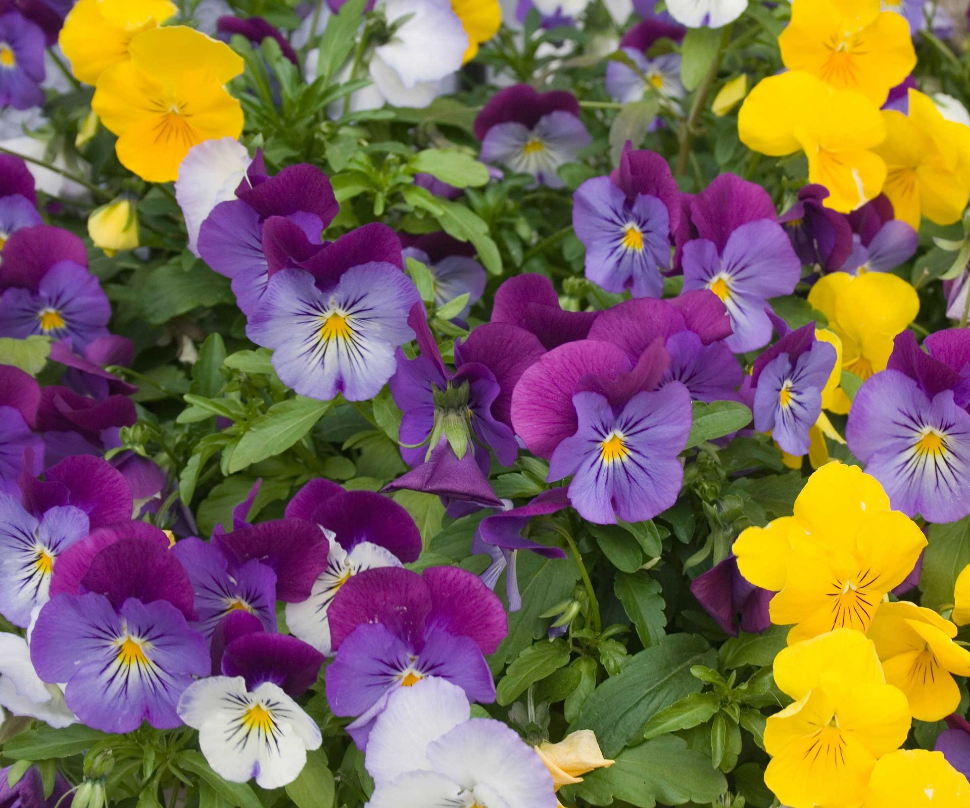 How to propagate pansies and violas: 3 easy ways