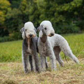 two bedlington terriers