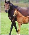foal5thumbnail.jpg