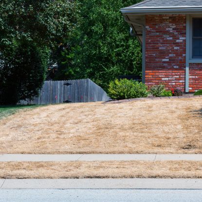 house with brown front lawn
