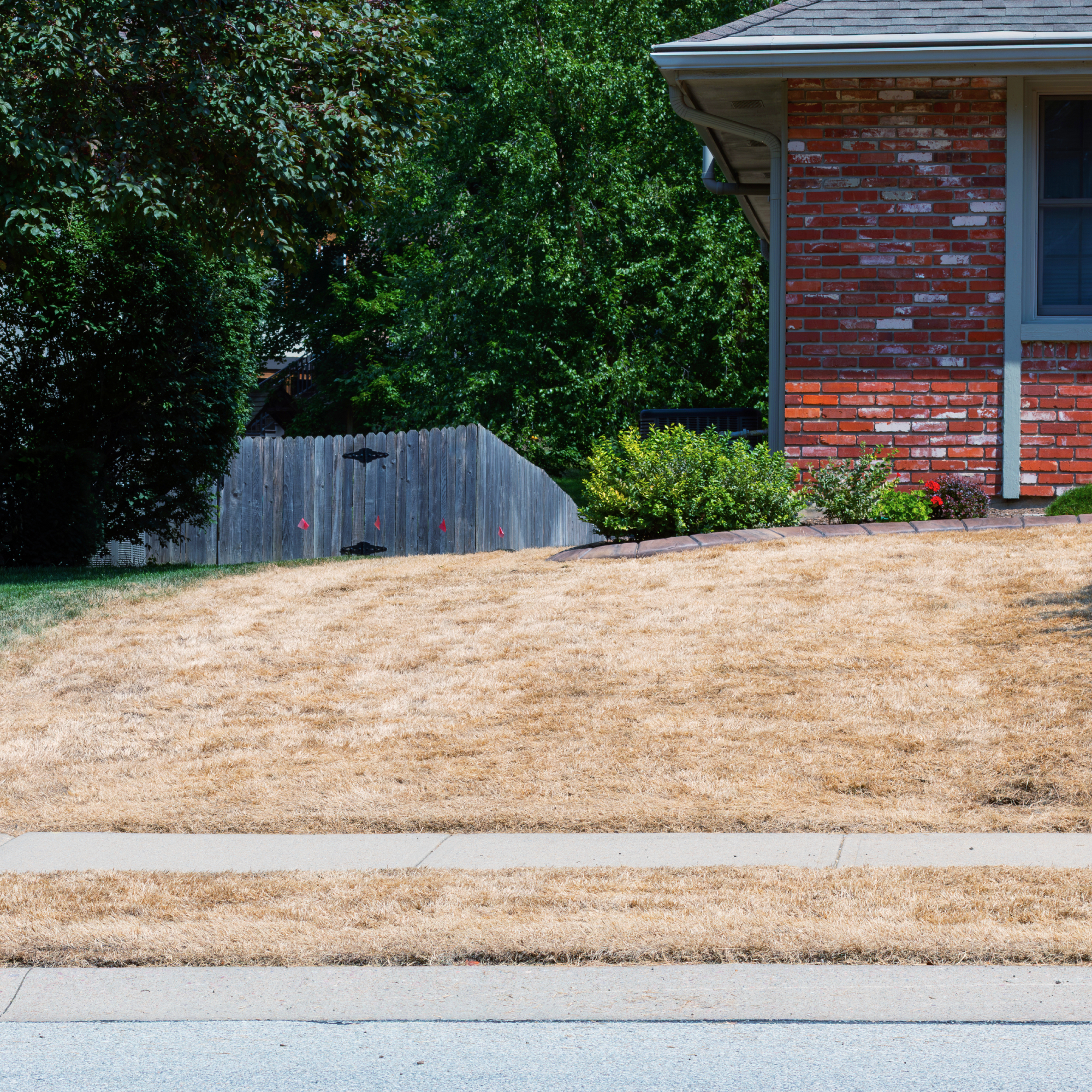 house with brown front lawn