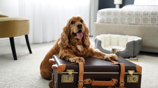 Dog on suitcase at hotel