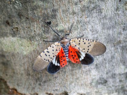 Spotted Lanterfly On Tree Bark