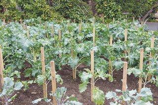 how to grow broccoli plants in a vegetable patch
