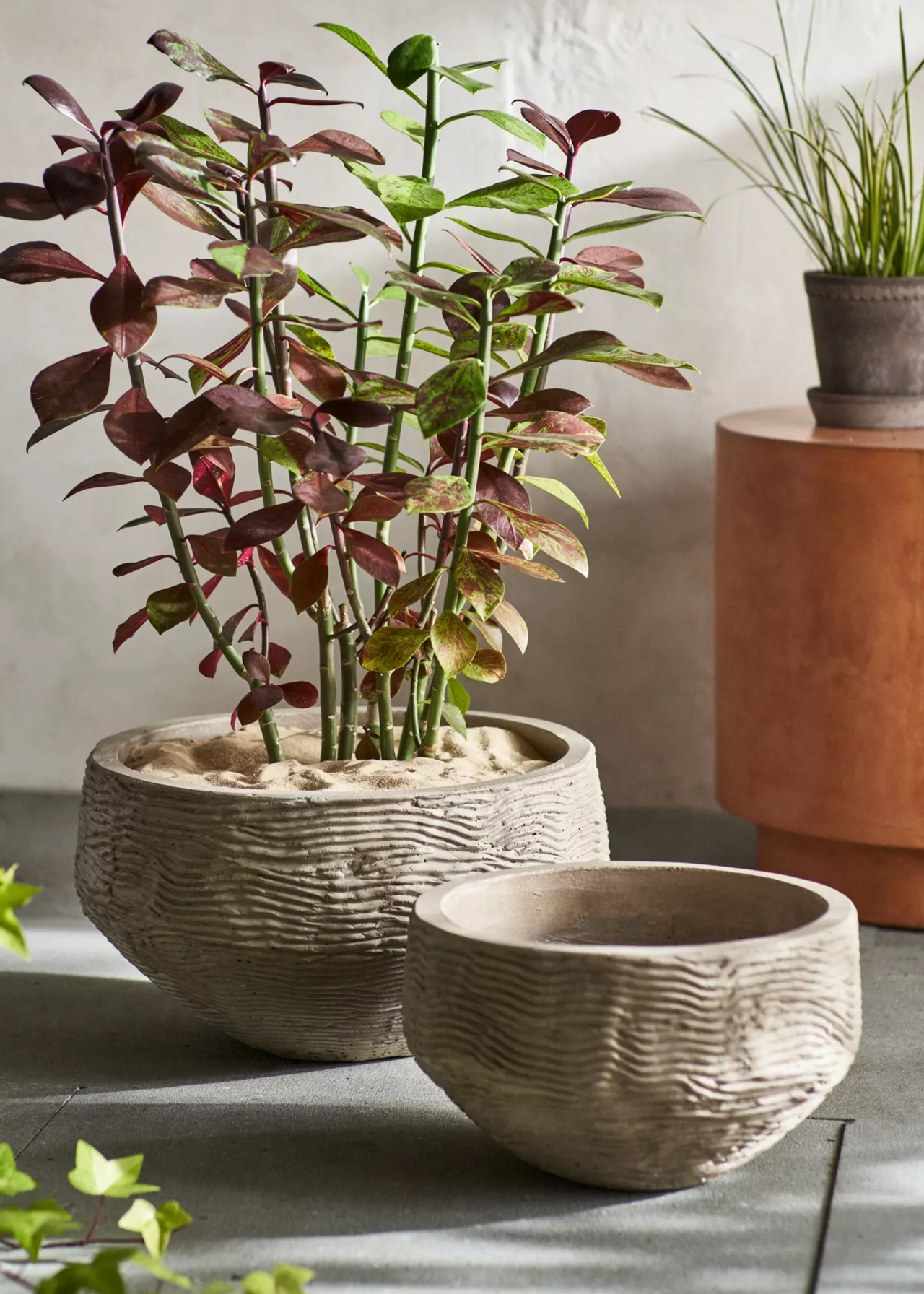A plant with sand soil cover in a wavy concrete bowl planter from Terrain Anthropologie