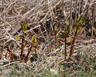 New Spring shoots of Japanese Knotweed (Fallopia japonica). Introduced invasive species. Ceredigion, Wales. March