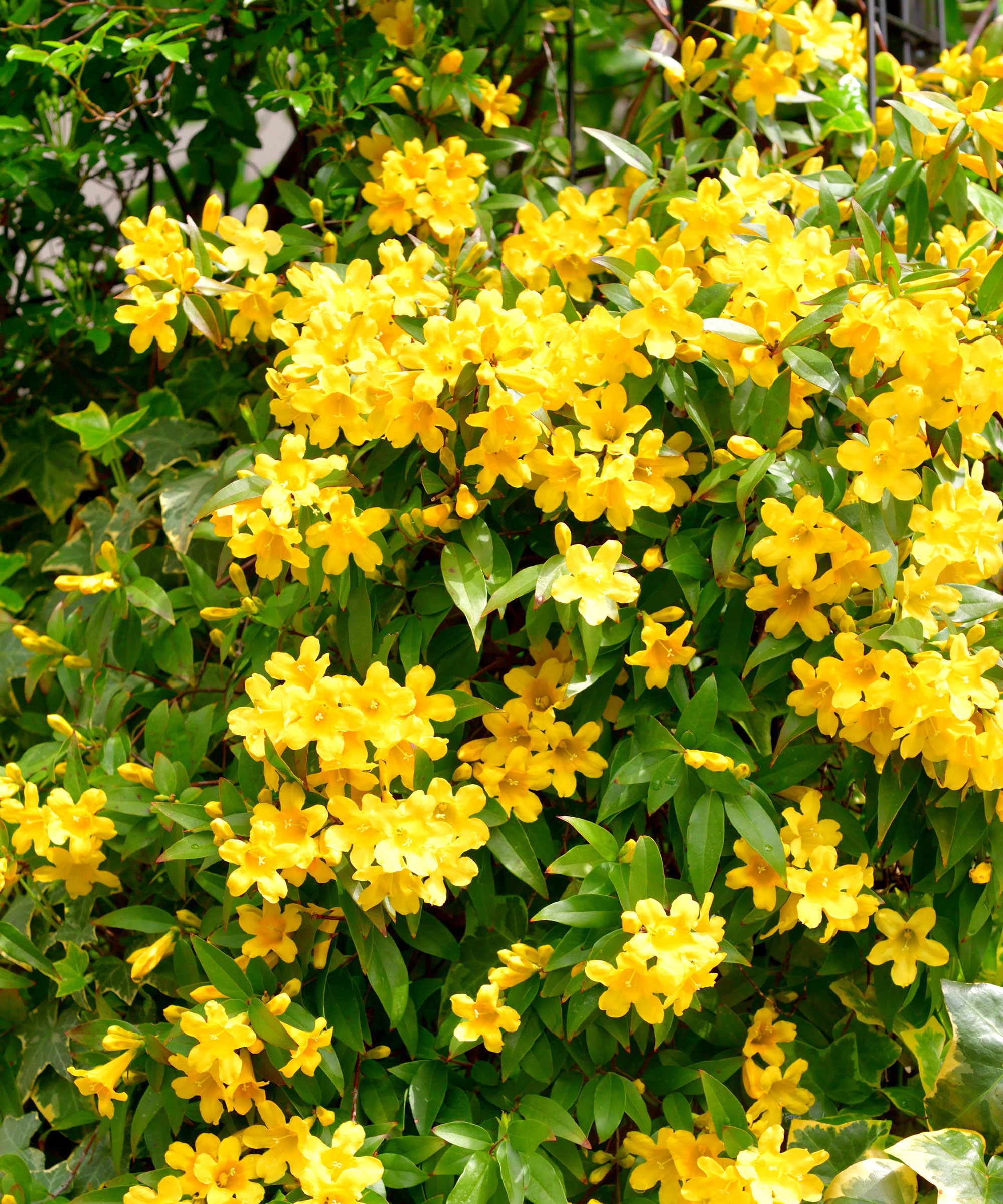 Carolina jessamine plant with bright yellow flowers