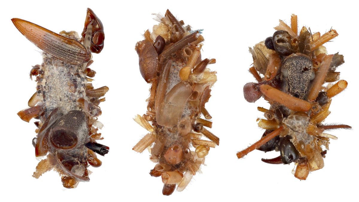 Bone collector caterpillar: The very hungry caterpillar of your nightmares