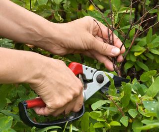 person pruning honeysuckle