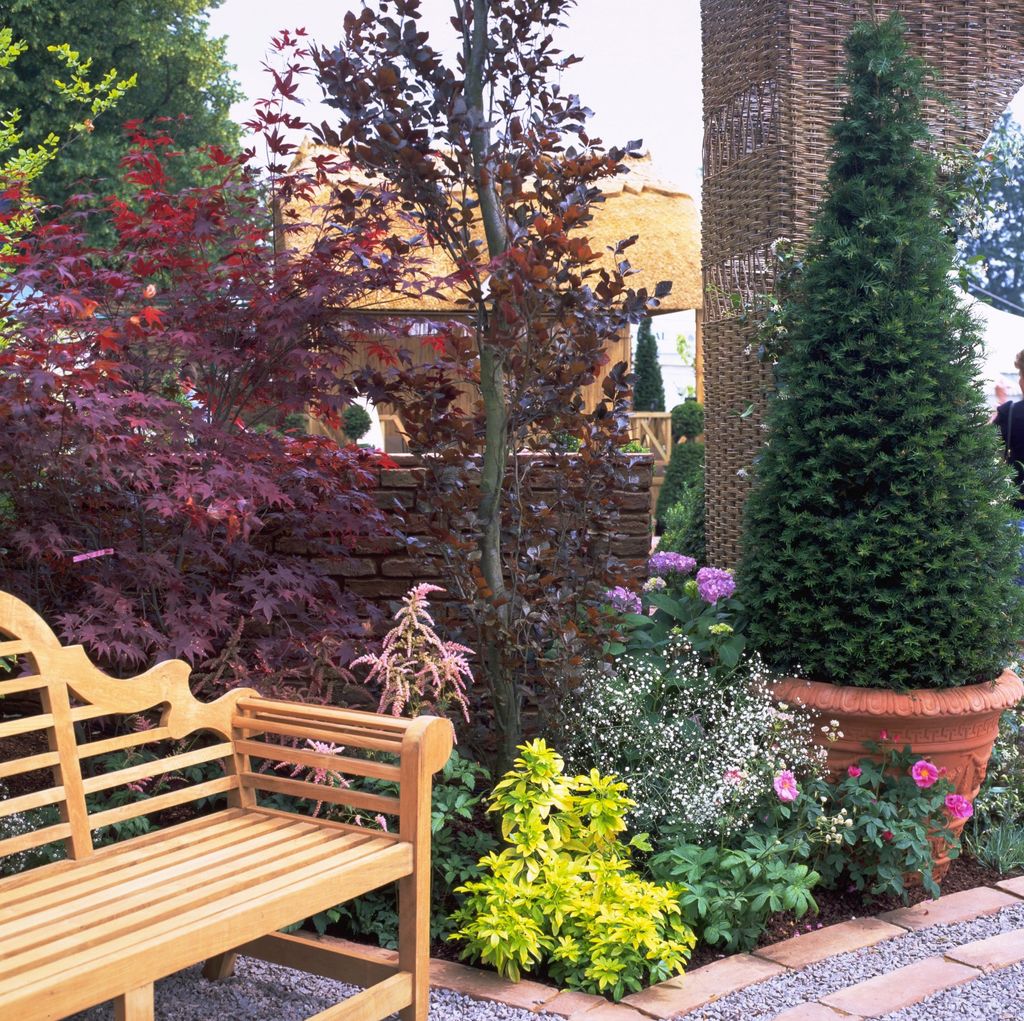 How to grow acers follow our tips and add yearround interest to your