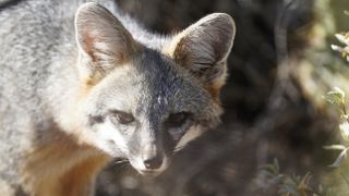 Gray fox in Arizona, USA