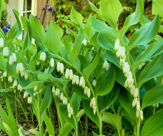 Solomon's seal in bloom with white flowers in a garden border