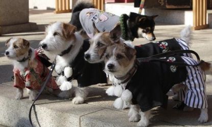Dogs are assembled for a portrait after a special New Year's prayer for pets in Tokyo