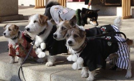 Dogs are assembled for a portrait after a special New Year&amp;#039;s prayer for pets in Tokyo