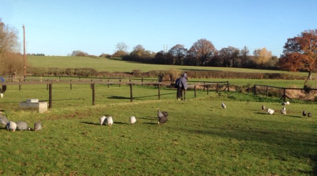 Horses chilling with guinea fowl