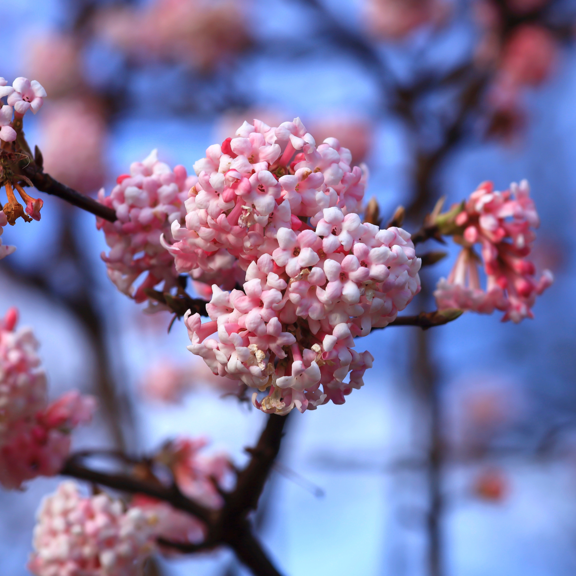 Pink blooming Viburnum