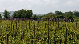The pack rides by vineyards during the 15th stage of the Giro dItalia 2021 a 147km cycling race between Grado and Gorizia on May 23 2021 Photo by Luca Bettini AFP Photo by LUCA BETTINIAFP via Getty Images