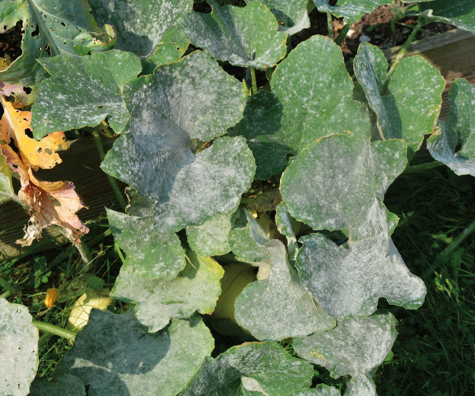 Why Are My Squash Leaves Turning Yellow Homes And Gardens 5286