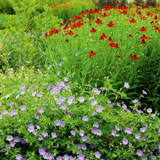 purple and red flowers with plant