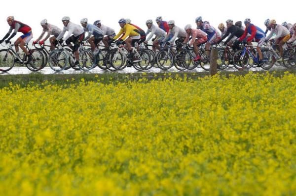 The peloton rolls past some canola fields.