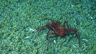 A lithodid crab seen on the mussel bed at 1 mile (1.6 kilometers) beneath the surface.