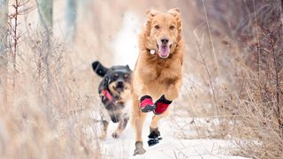 Dog running in the snow with boots on to protect paws