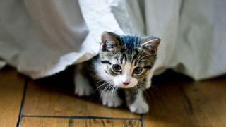 Kitten hiding under bed