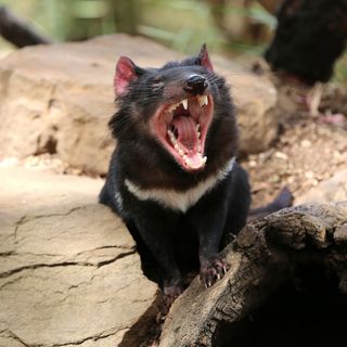 Tasmanian devil (Sarcophilus harrisii) in the wild.