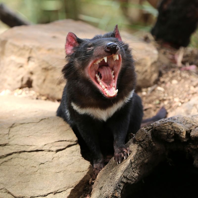 Tasmanian devil (Sarcophilus harrisii) in the wild.