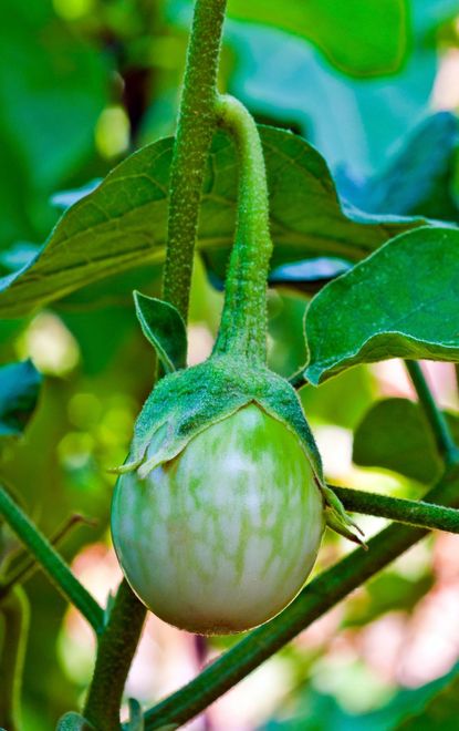 White-Green Thai Eggplant Plant