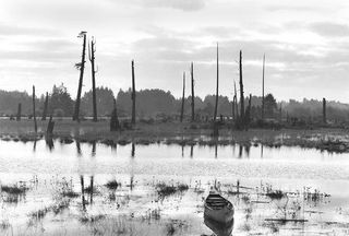 cascadia-ghost-forest-110127-02