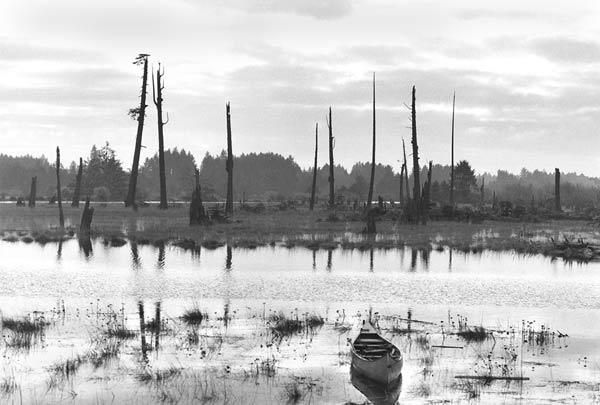 cascadia-ghost-forest-110127-02