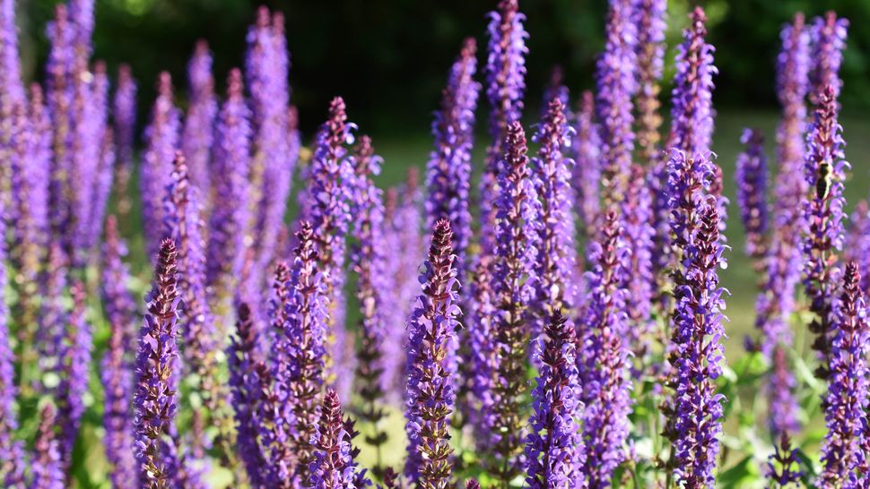 7 plants that grow back every year Tom's Guide