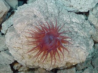 A purple anemone (around 6 inches, or 15 centimeters, across) clings to a pumice rock along the east crater wall of West Rota volcano. Anemones are suspension feeders, capturing zooplankton with their tentacles.