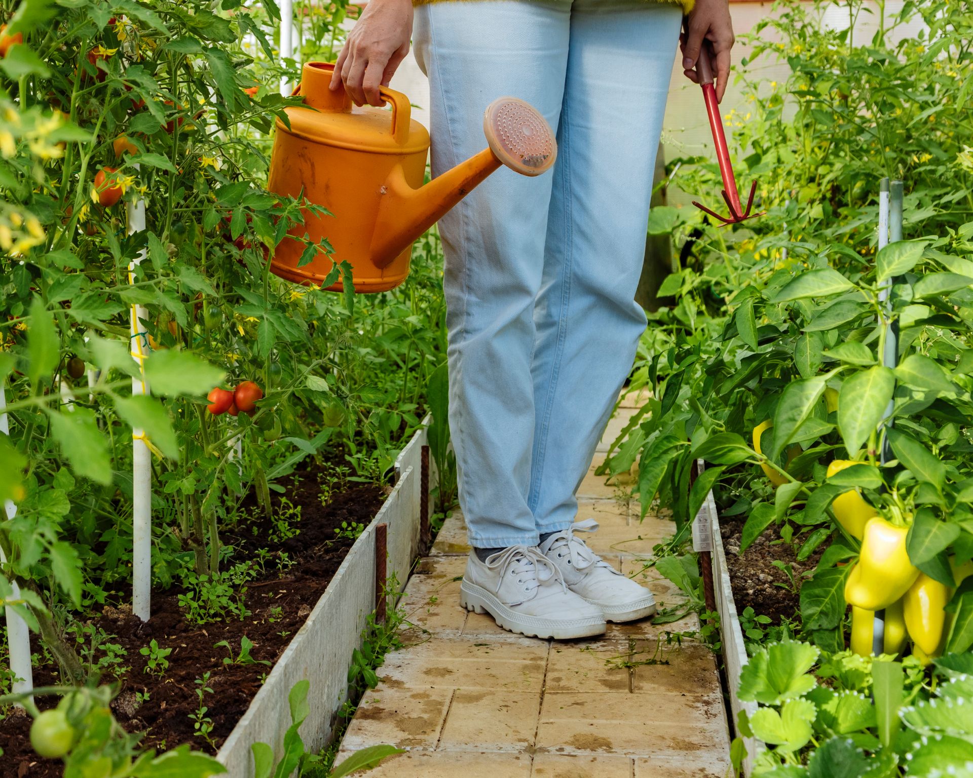 person standing in greenhouse full of tomato and pepper plants holding a watering can and hand hoe