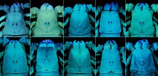 Under ultraviolet light, these scorpions glow naturally. A museum arachnologist takes advantage of this trait to identify differences among the species shown.
