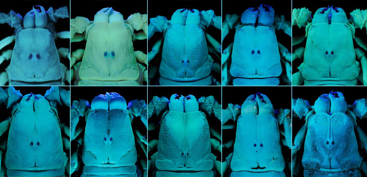 Under ultraviolet light, these scorpions glow naturally. A museum arachnologist takes advantage of this trait to identify differences among the species shown.