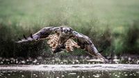 An osprey with outstretched wings lifts a fish from a lake, water droplets scattering. The background is a blurred, serene green