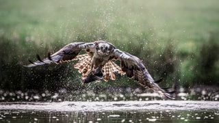 An osprey with outstretched wings lifts a fish from a lake, water droplets scattering. The background is a blurred, serene green