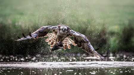 An osprey with outstretched wings lifts a fish from a lake, water droplets scattering. The background is a blurred, serene green