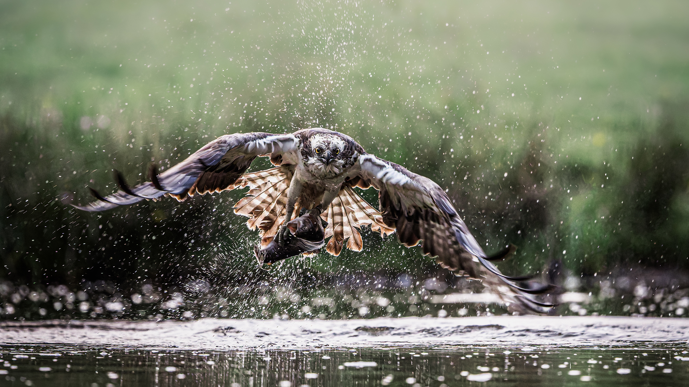 An osprey with outstretched wings lifts a fish from a lake, water droplets scattering. The background is a blurred, serene green
